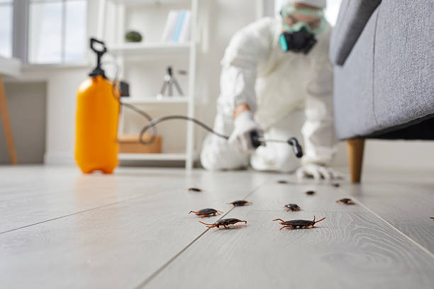 Trusted Termite Control service in Manassas Park, VA - Nex Pest Control